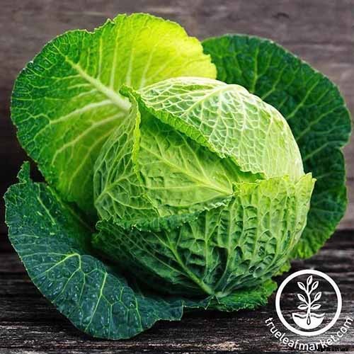 9 of the Best Cabbage Varieties to Grow at Home
