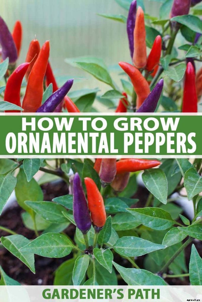 How to Grow Ornamental Peppers