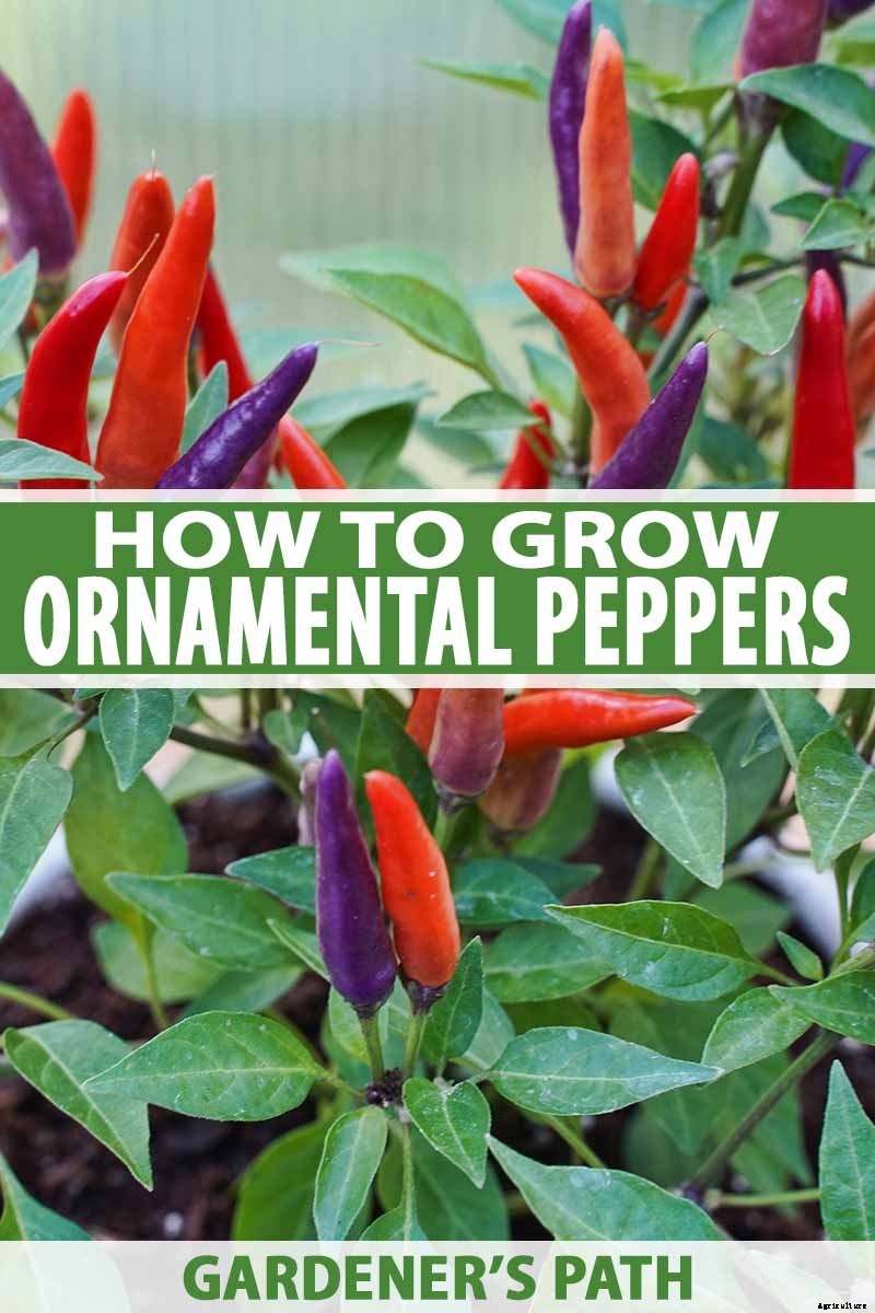 How to Grow Ornamental Peppers