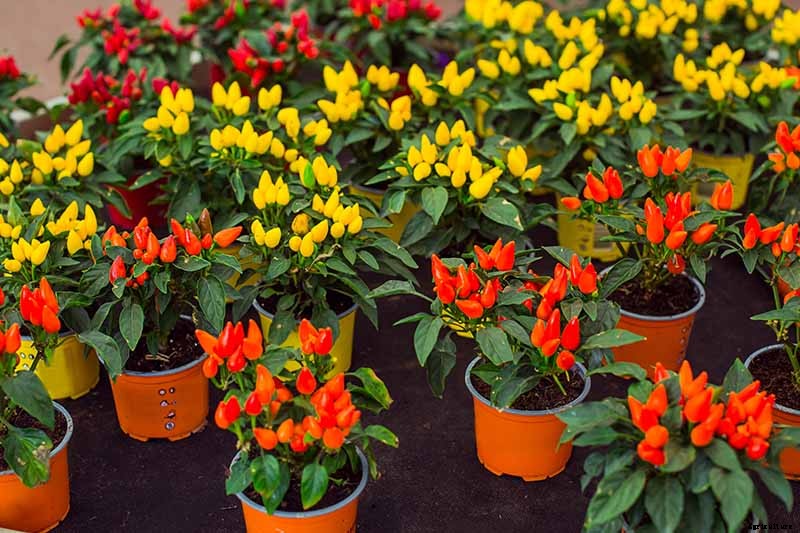 How to Grow Ornamental Peppers