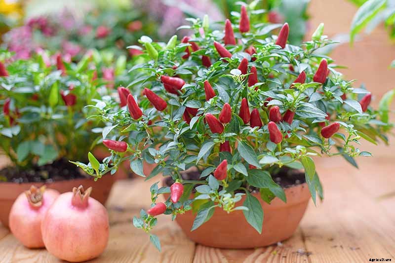 How to Grow Ornamental Peppers