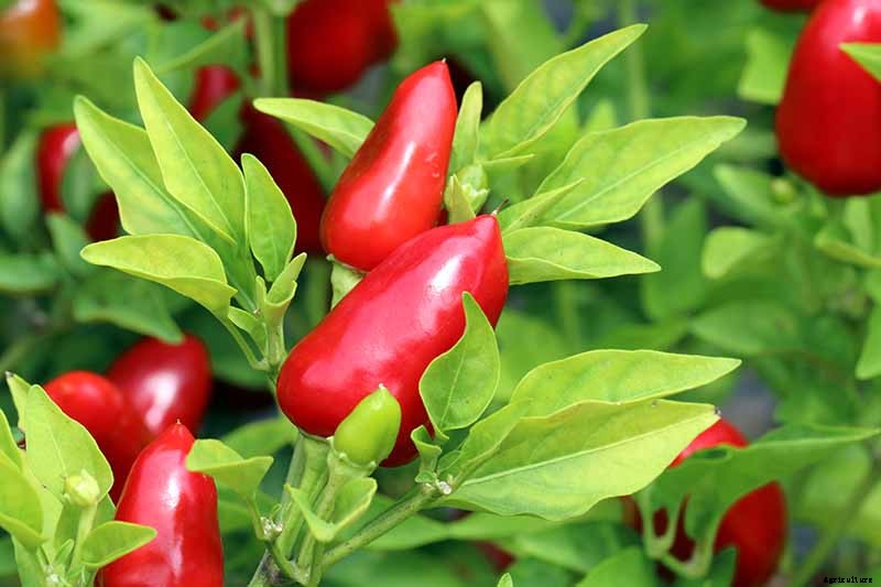 How to Grow Ornamental Peppers