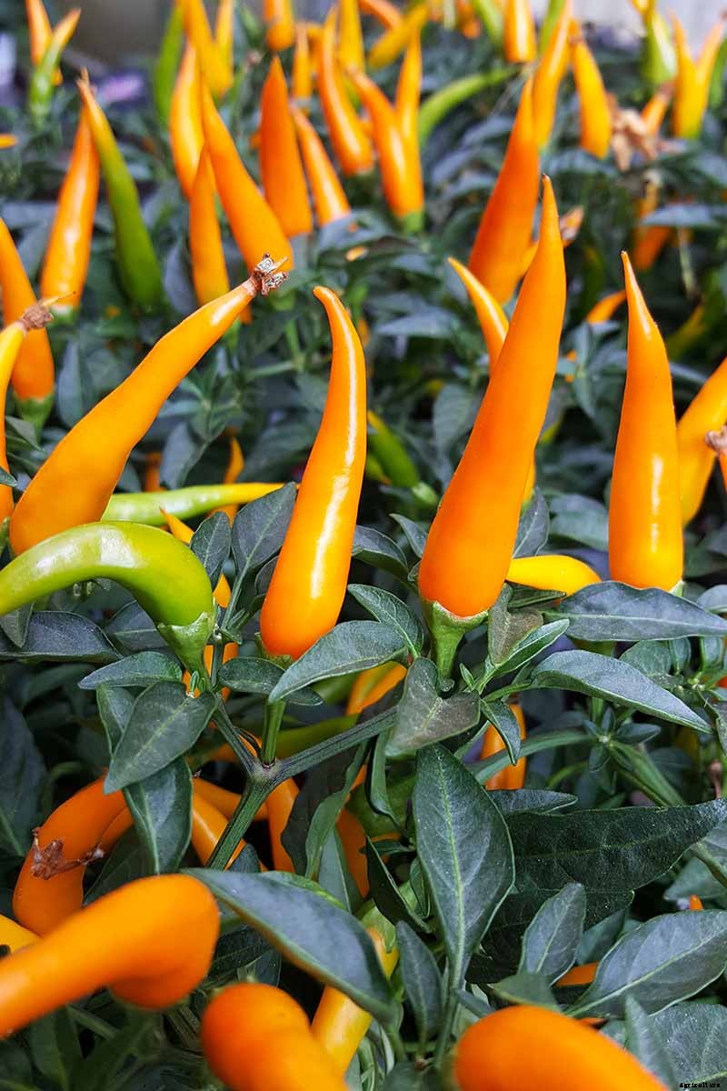How to Grow Ornamental Peppers