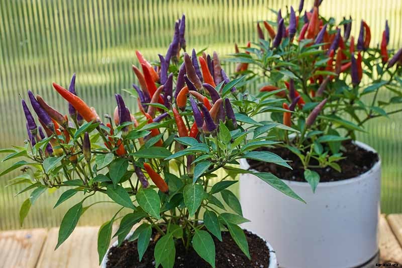 How to Grow Ornamental Peppers