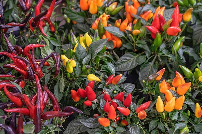 How to Grow Ornamental Peppers