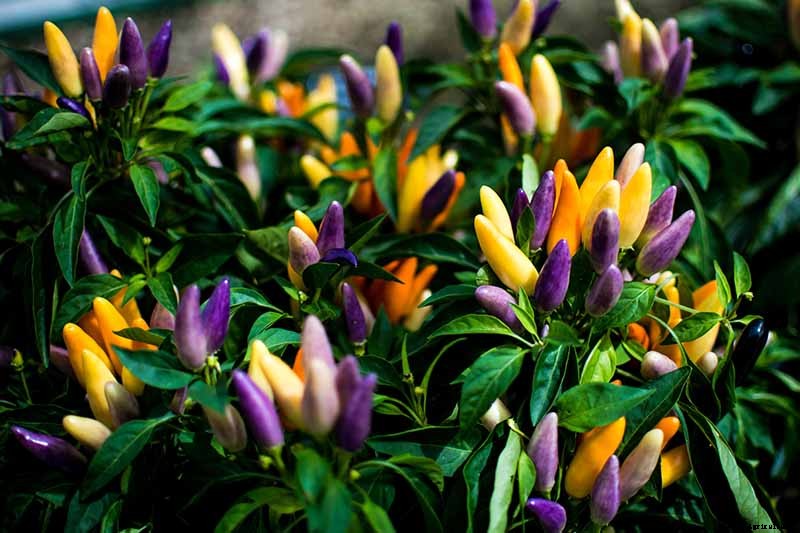 How to Grow Ornamental Peppers