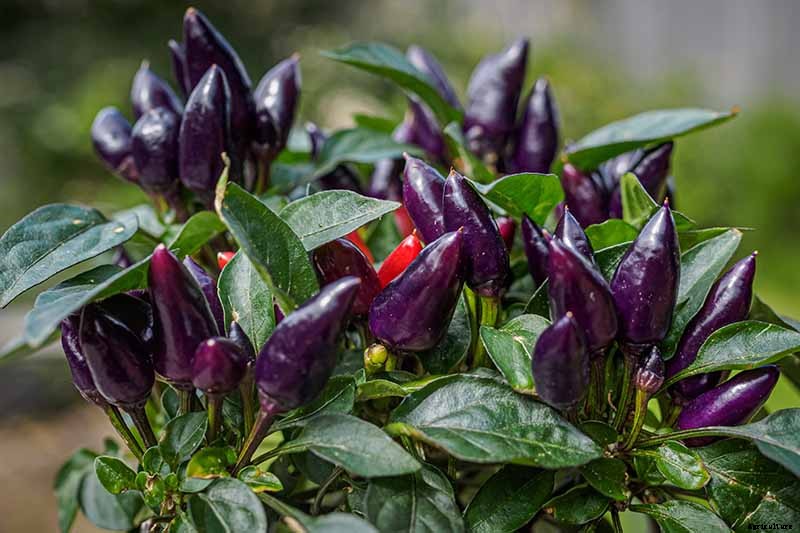 How to Grow Ornamental Peppers