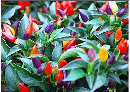 How to Grow Ornamental Peppers
