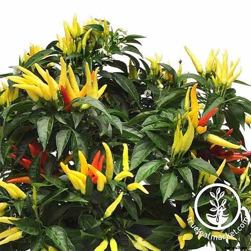 How to Grow Ornamental Peppers