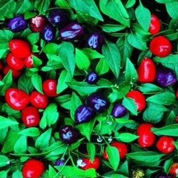 How to Grow Ornamental Peppers
