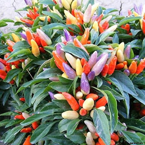 How to Grow Ornamental Peppers