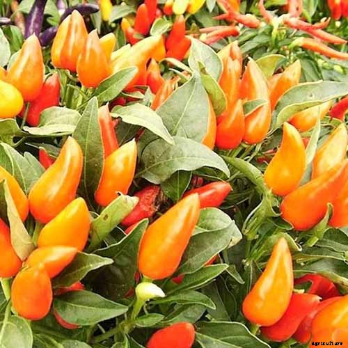 How to Grow Ornamental Peppers