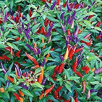 How to Grow Ornamental Peppers