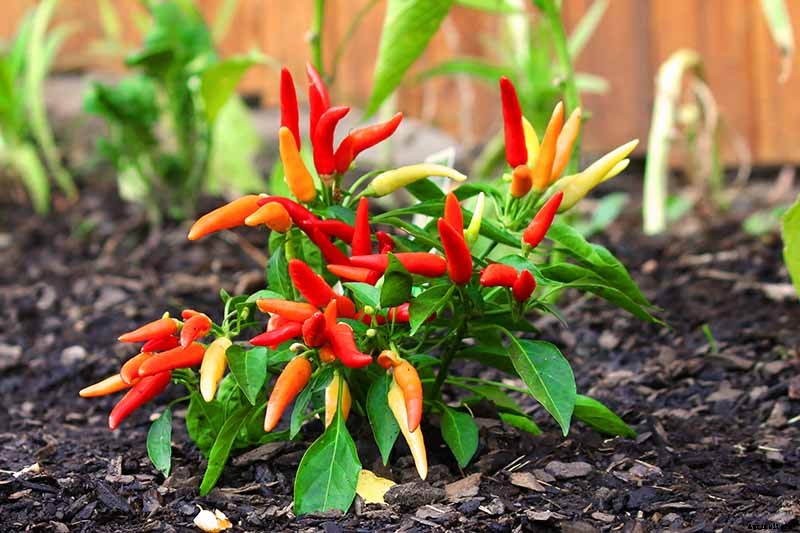 How to Grow Ornamental Peppers