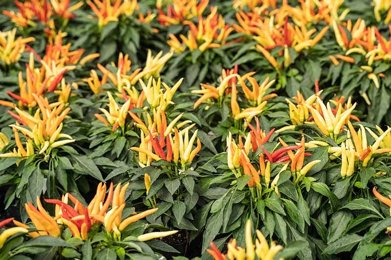 How to Grow Ornamental Peppers