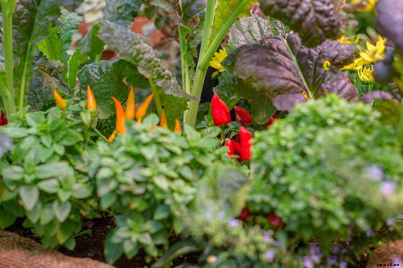 How to Grow Ornamental Peppers