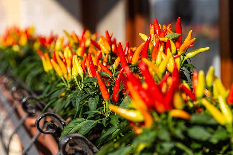 How to Grow Ornamental Peppers