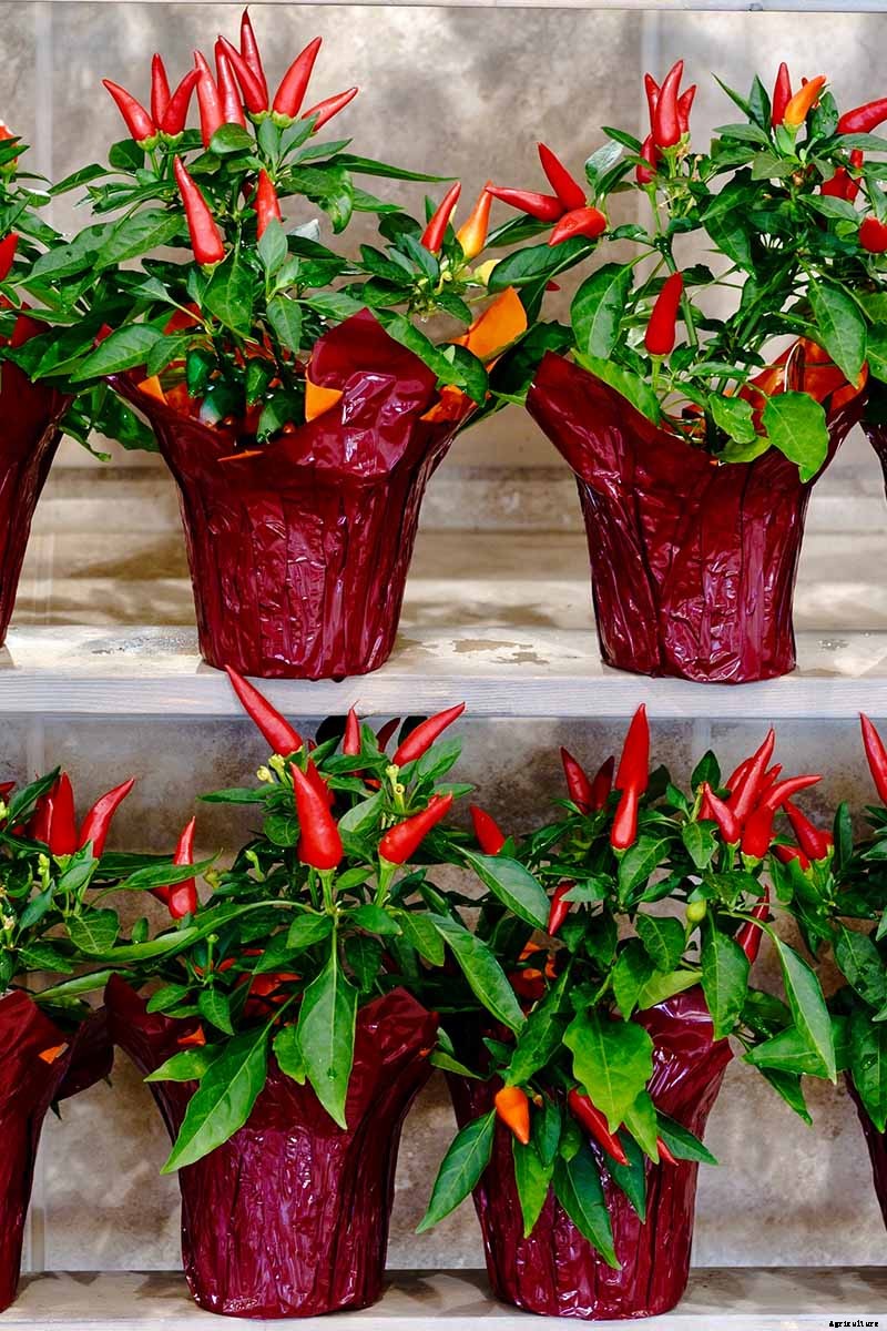How to Grow Ornamental Peppers