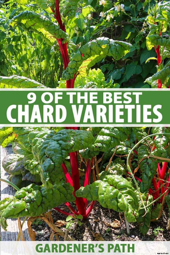 9 of the Best Chard Varieties to Grow at Home