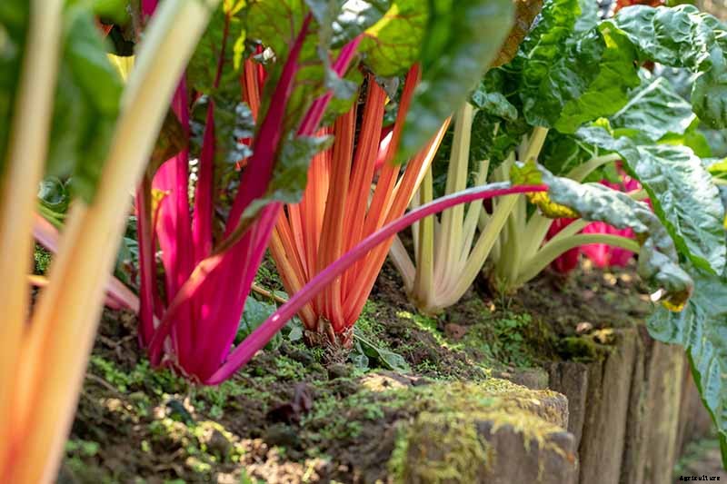 9 of the Best Chard Varieties to Grow at Home