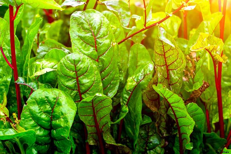 9 of the Best Chard Varieties to Grow at Home