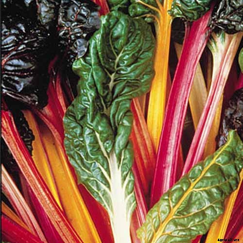 9 of the Best Chard Varieties to Grow at Home
