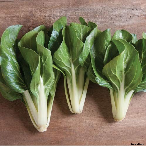 9 of the Best Chard Varieties to Grow at Home