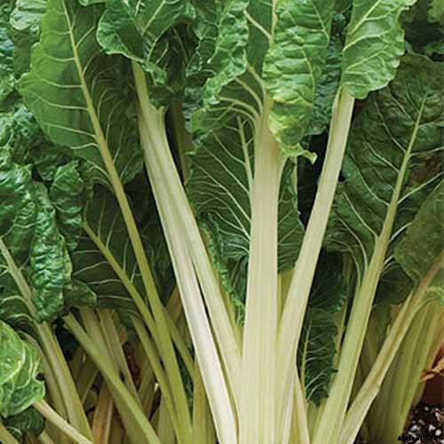 9 of the Best Chard Varieties to Grow at Home