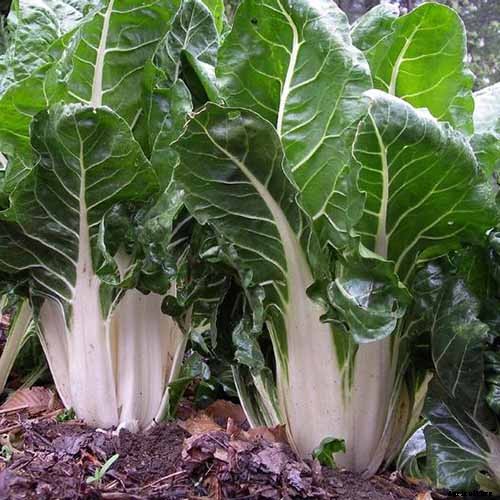 9 of the Best Chard Varieties to Grow at Home