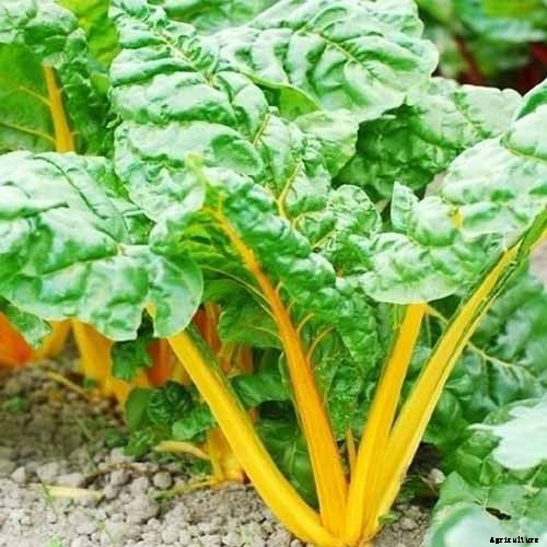 9 of the Best Chard Varieties to Grow at Home