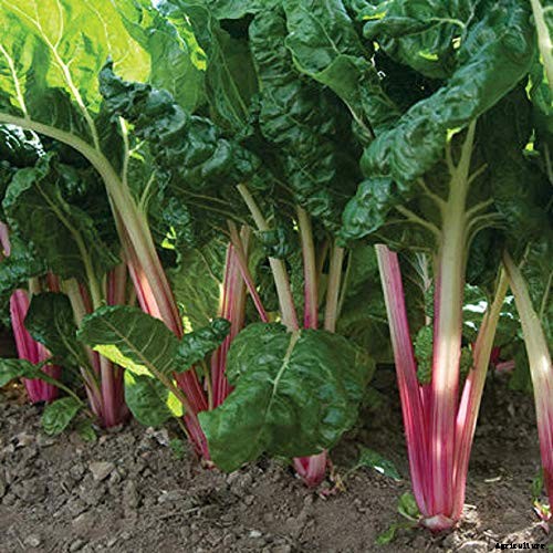 9 of the Best Chard Varieties to Grow at Home
