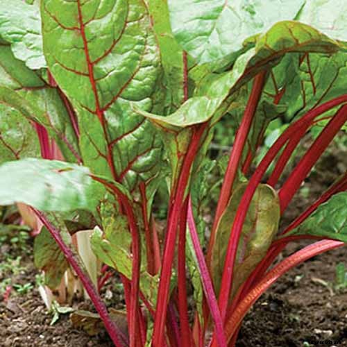 9 of the Best Chard Varieties to Grow at Home