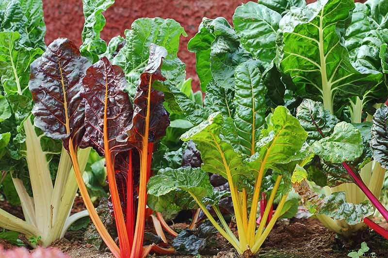 9 of the Best Chard Varieties to Grow at Home