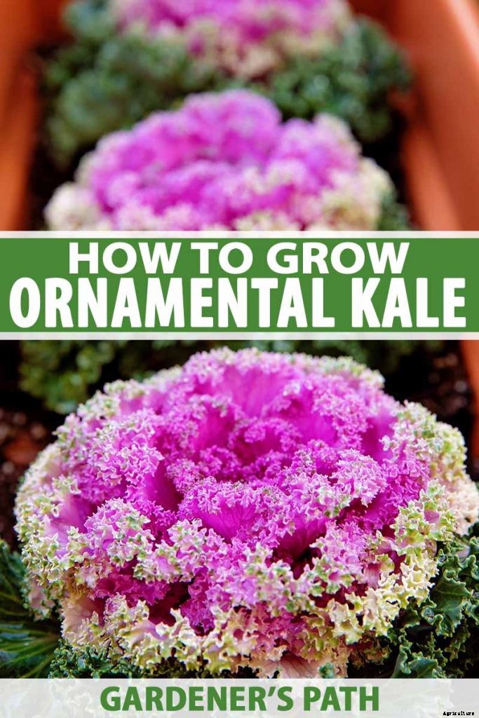How to Grow and Care for Ornamental Flowering Kale