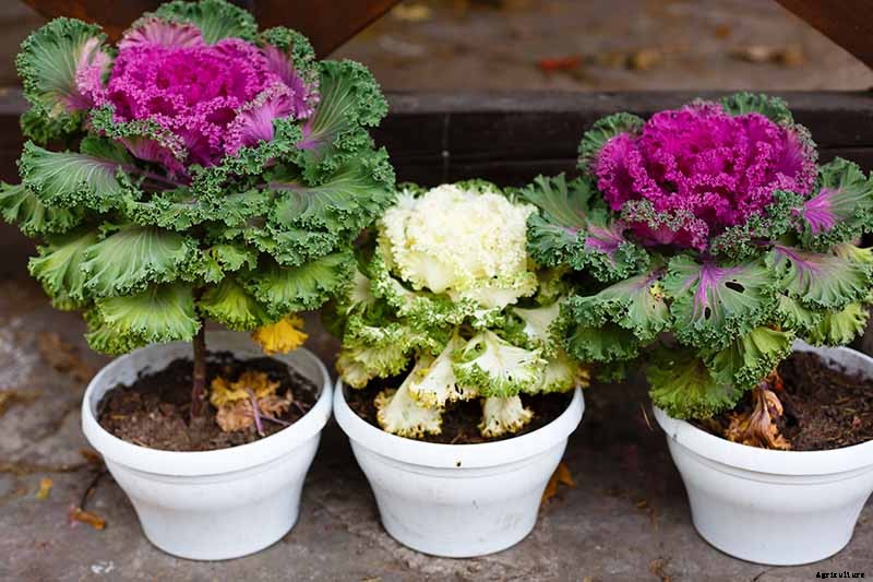 How to Grow and Care for Ornamental Flowering Kale