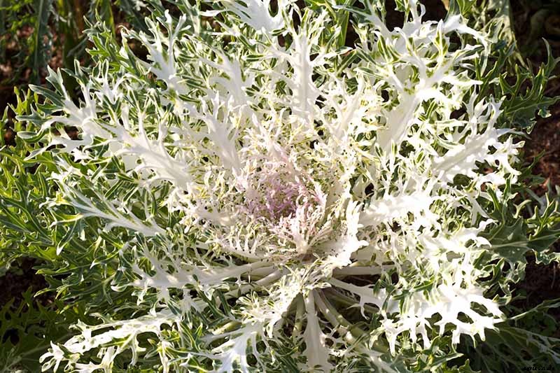How to Grow and Care for Ornamental Flowering Kale