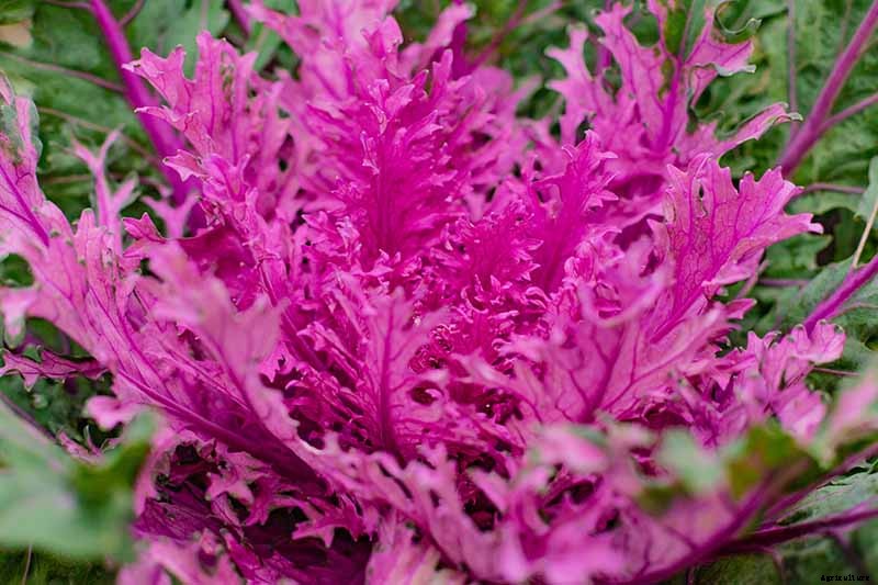 How to Grow and Care for Ornamental Flowering Kale