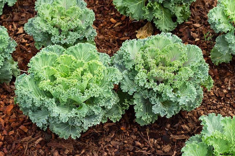 How to Grow and Care for Ornamental Flowering Kale