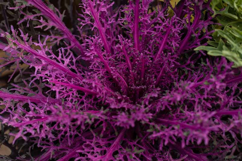 How to Grow and Care for Ornamental Flowering Kale