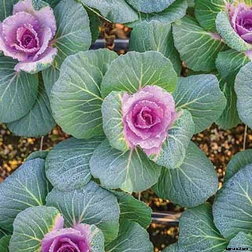 How to Grow and Care for Ornamental Flowering Kale