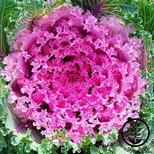 How to Grow and Care for Ornamental Flowering Kale