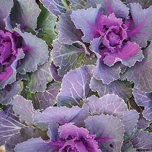 How to Grow and Care for Ornamental Flowering Kale