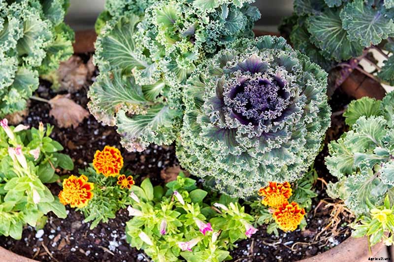 How to Grow and Care for Ornamental Flowering Kale