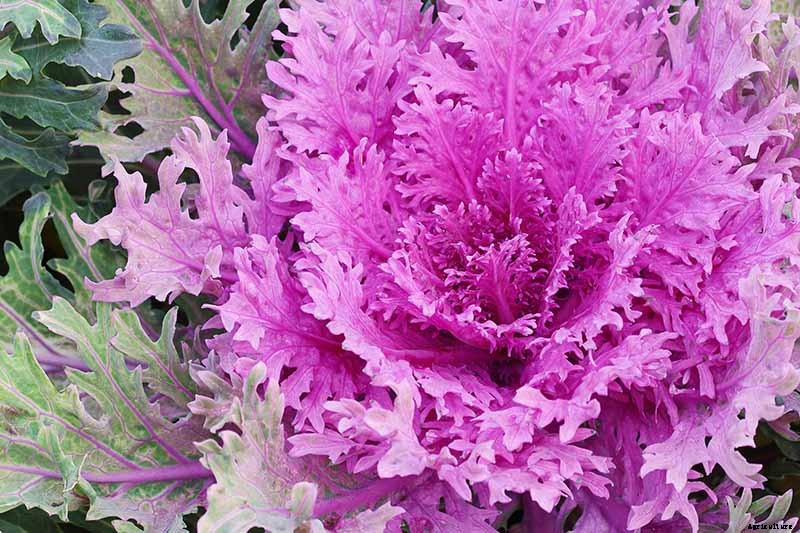 How to Grow and Care for Ornamental Flowering Kale