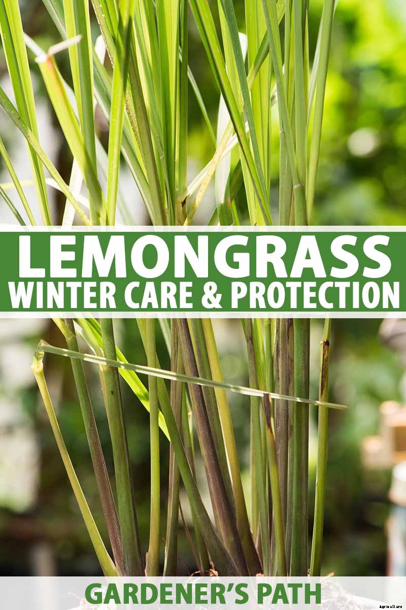 Lemongrass Winter Care: How to Prepare for the Cold
