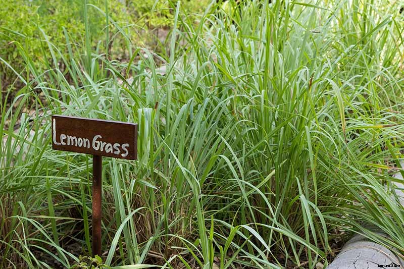 Lemongrass Winter Care: How to Prepare for the Cold