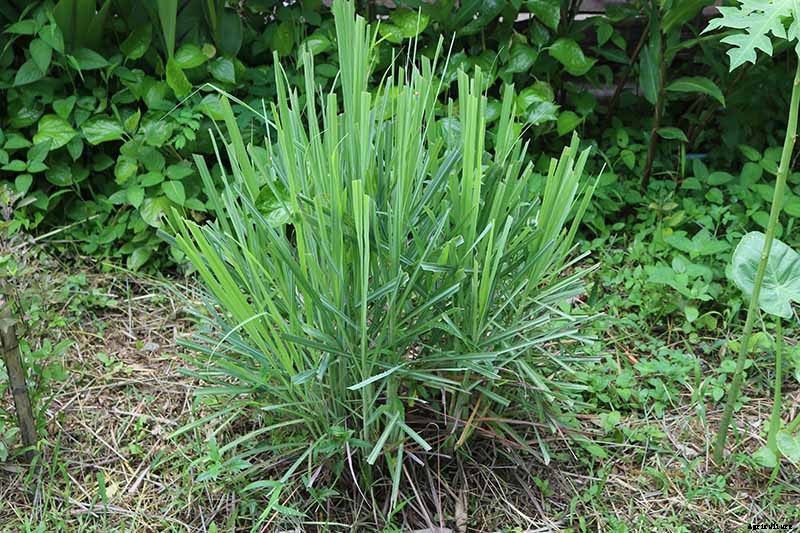 Lemongrass Winter Care: How to Prepare for the Cold