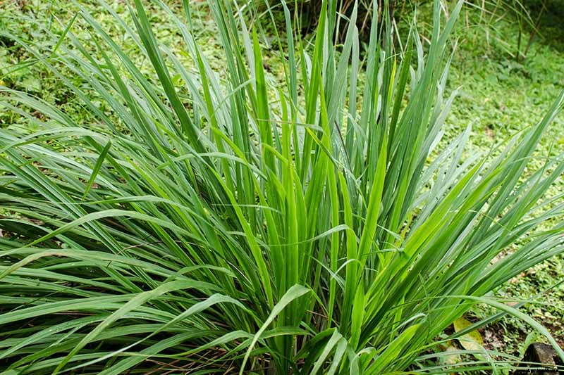 Lemongrass Winter Care: How to Prepare for the Cold