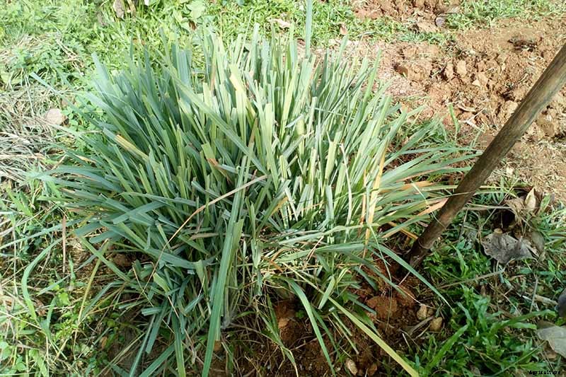 Lemongrass Winter Care: How to Prepare for the Cold
