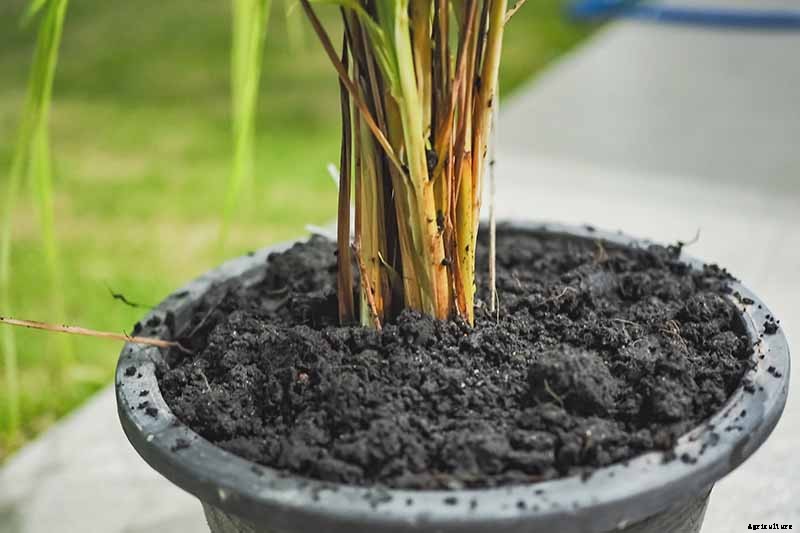Lemongrass Winter Care: How to Prepare for the Cold